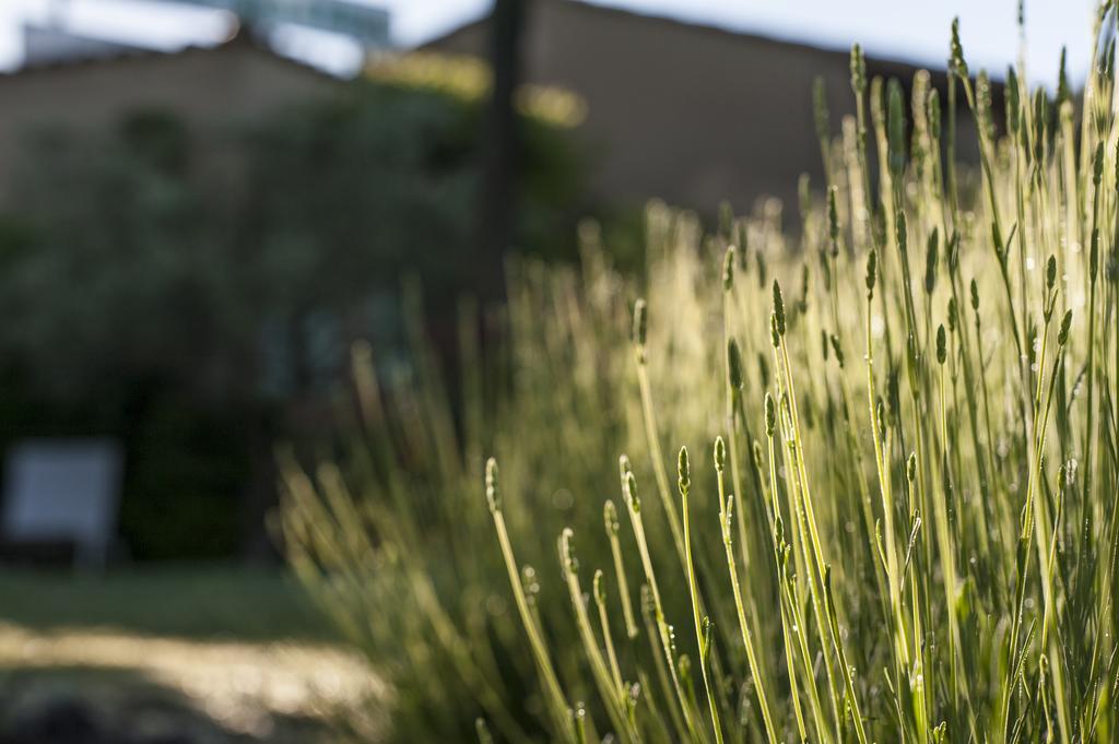 Le Grand Jardin Bed & Breakfast Lafare Exterior foto